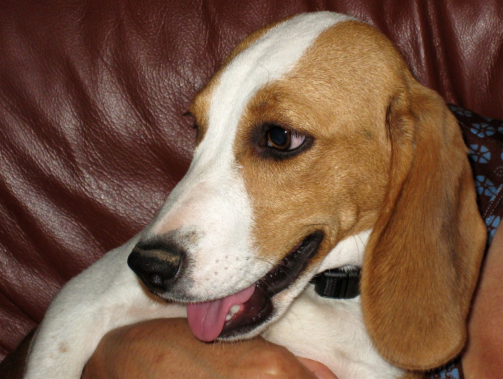 Beagle puppy held by its owner