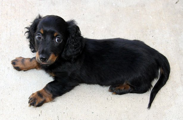 Dachshund puppy sitting on a surface