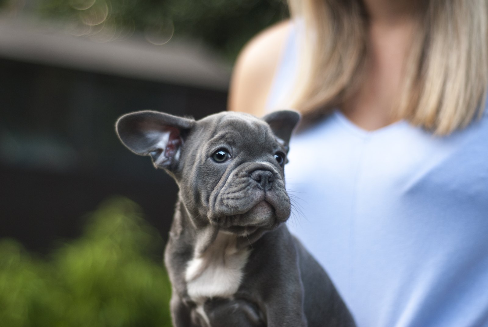 Grey French bulldog puppy