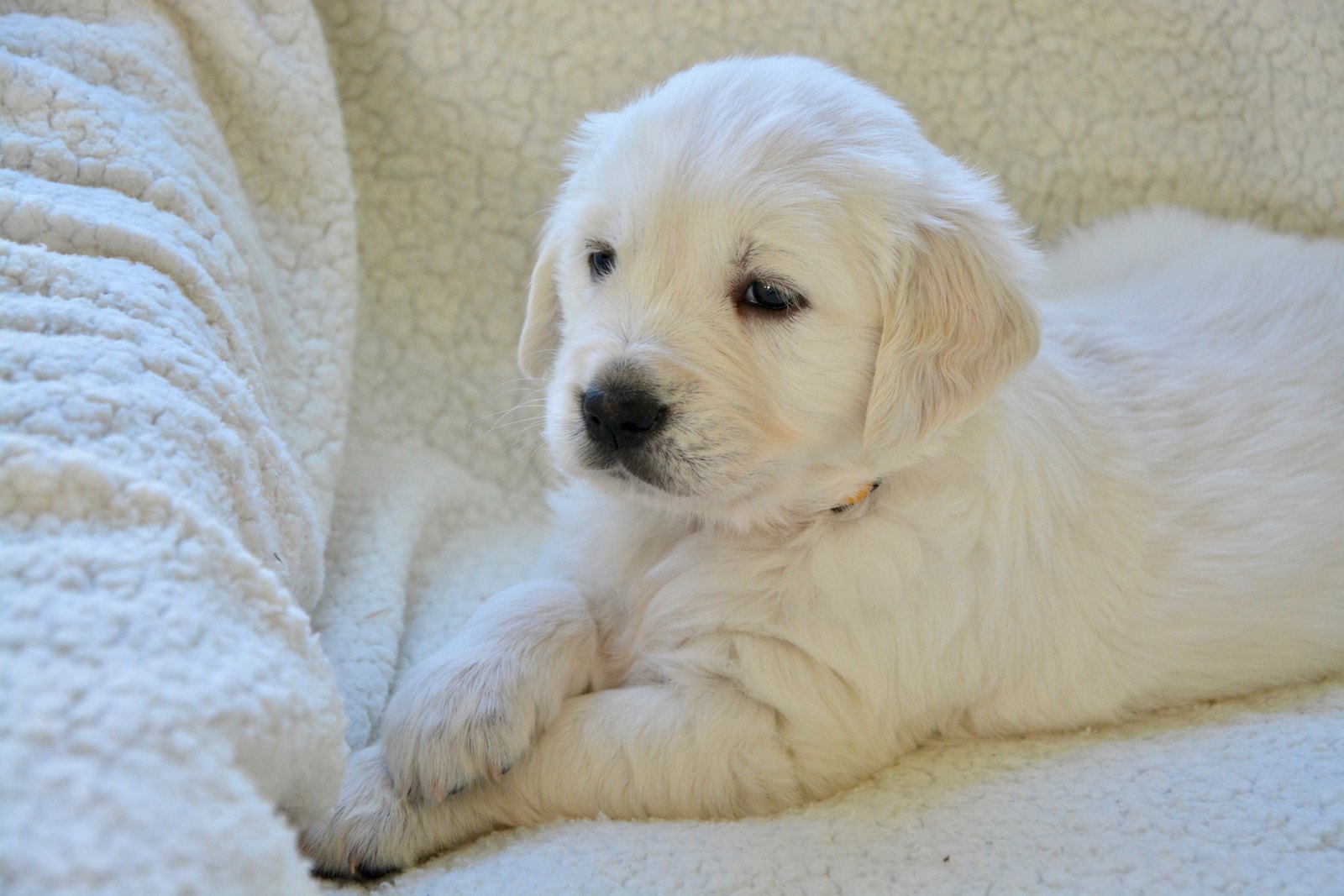 A golden retriever puppy looking up with a warm expression