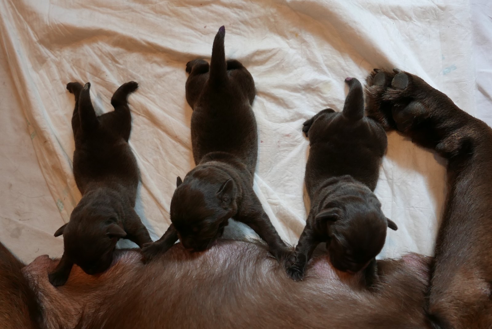 A litter of Labrador puppies together