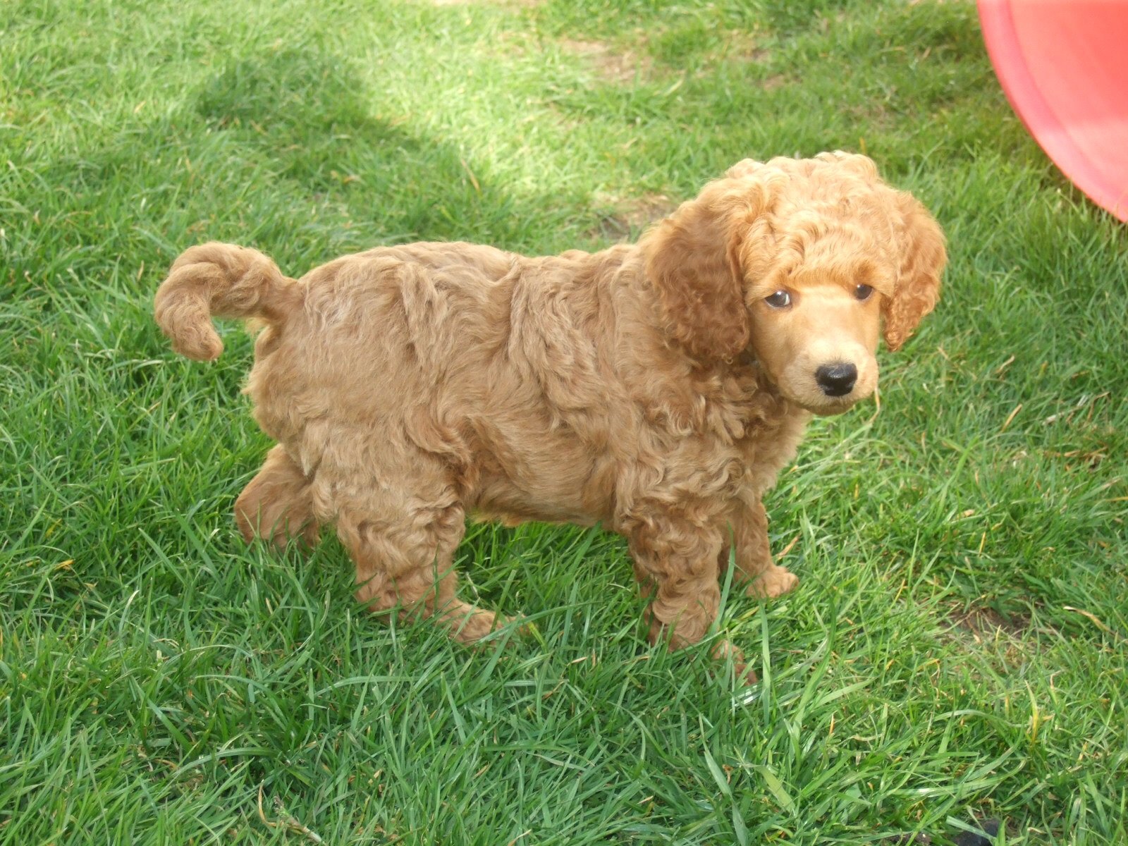 Poodle puppy