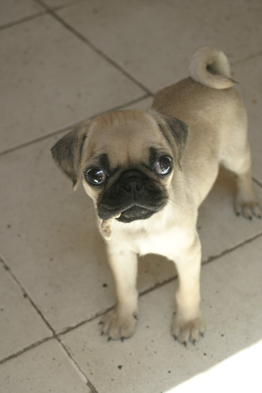 Pug puppy on a tiled floor